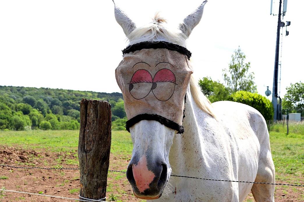 What Are Some Positive Memes?