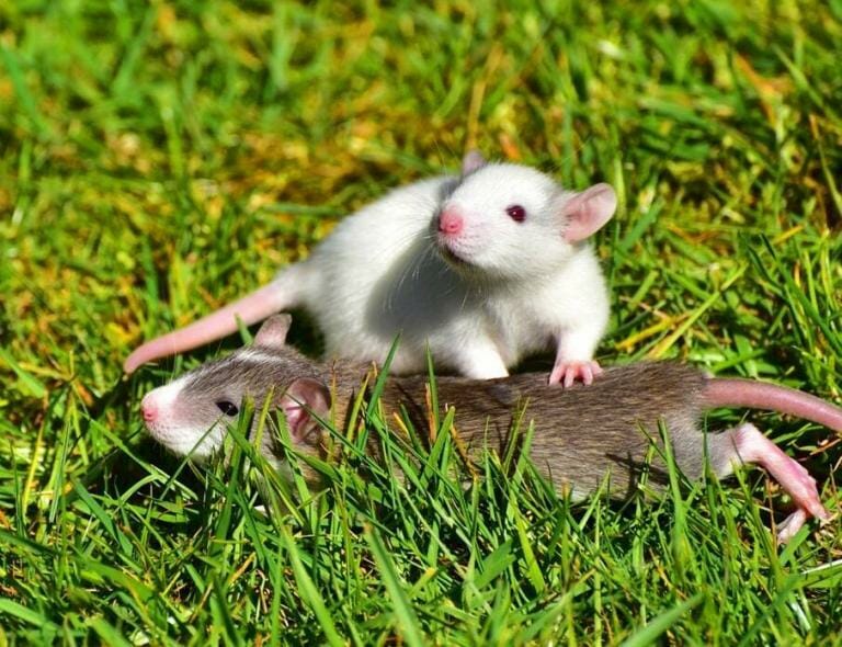 Why Rats Are the Perfect Pets? KamCord