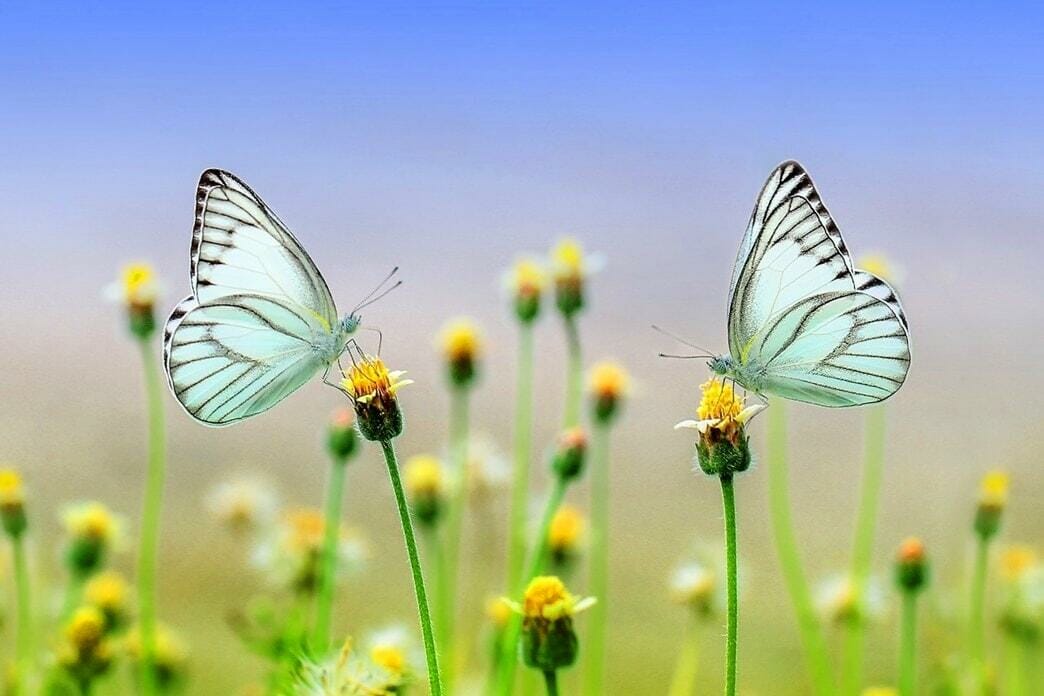 What Does it Mean to See a White Butterfly?