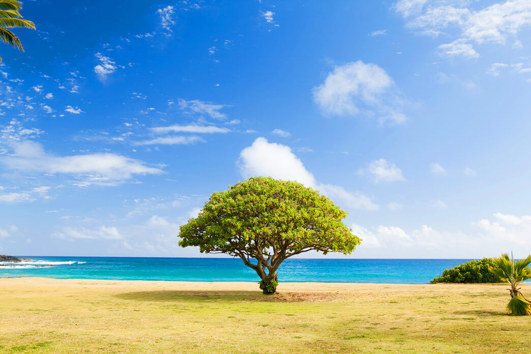 Tree Puns That Will Make People Laugh