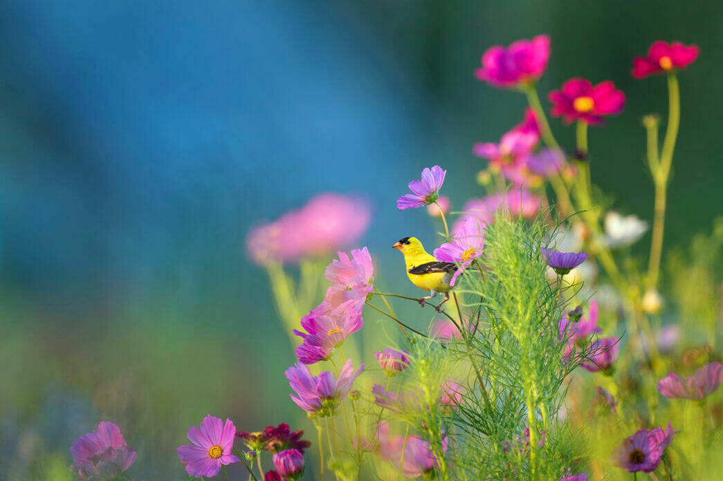 What Are the Best FlowerThemed Names for Boys? KamCord