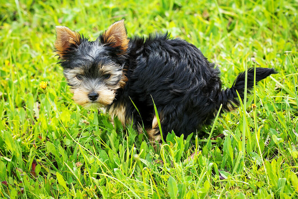 Why Having Poop Stuck Halfway Out Your Rectum Could Be a Serious Issue