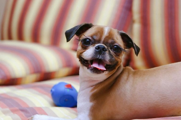 5 Reasons Why Dog Grooming Home Service Is Awesome Kamcord