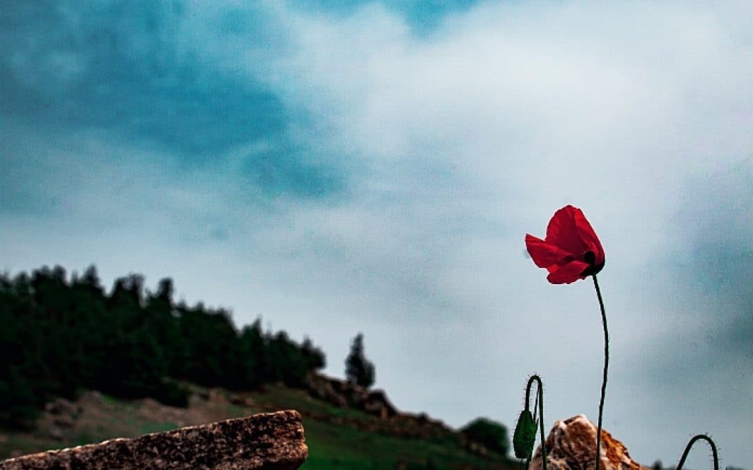It’s Worth It: Always Follow Your Bliss