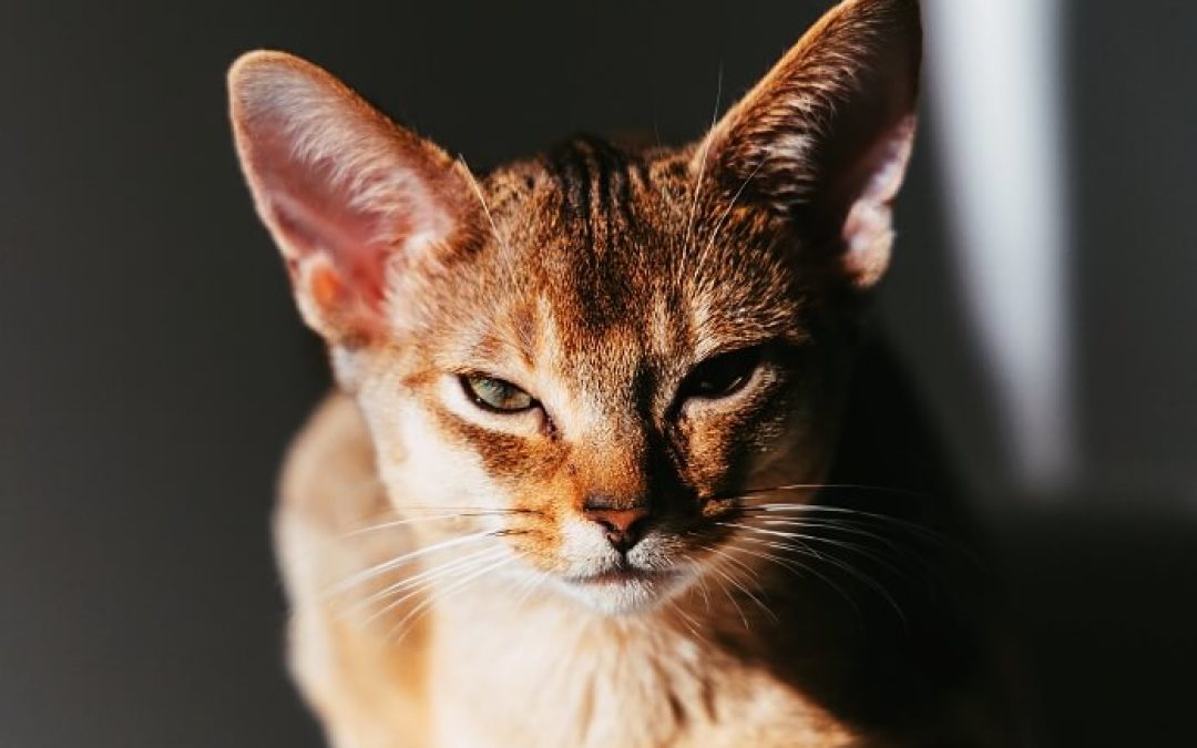 What Is Being Judgmental?